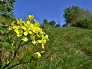 04 Biscutella laevigata (Biscutella montanina)